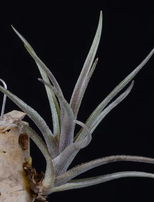 Tillandsia Albertiana x edithae.jpg