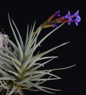 Tillandsia Dutch Star.jpg