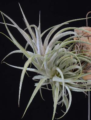 Tillandsia Pink Sugar.jpg