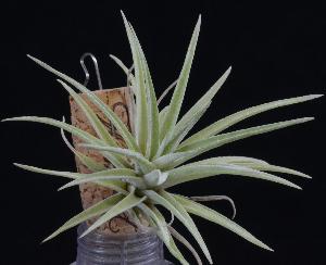 Tillandsia Rocket.jpg