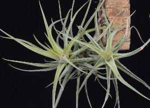 Tillandsia aeranthos.jpg