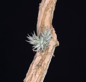 Tillandsia aizoides .jpg