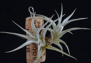 Tillandsia albida.jpg