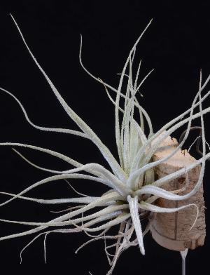 Tillandsia andraetae.jpg