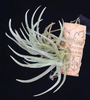 Tillandsia argentina.jpg