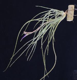 Tillandsia baileyi (vivipara).jpg