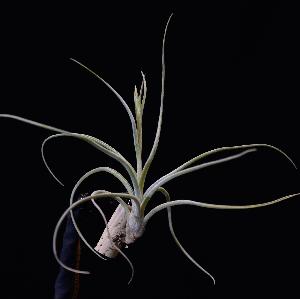 Tillandsia baileyi.jpg