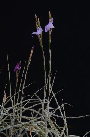 Tillandsia bandensis.jpg