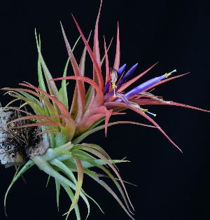 Tillandsia brachycaulos.jpg