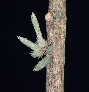 Tillandsia bryoides.jpg