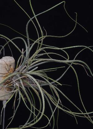 Tillandsia butzii.jpg