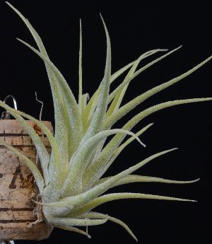 Tillandsia cacticola alba.jpg