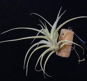 Tillandsia cacticola.JPG