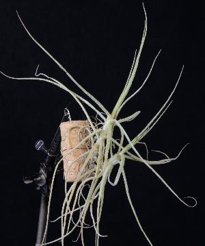 Tillandsia caerulea.JPG