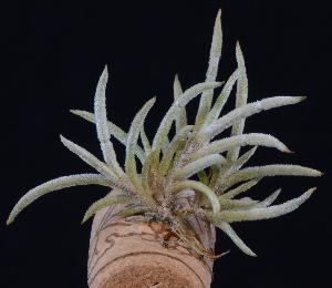 Tillandsia capillaris Tarija.jpg