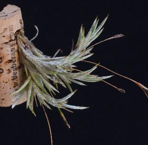 Tillandsia capillaris f.1.jpg