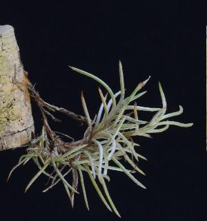 Tillandsia capillaris f.2.jpg