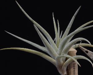 Tillandsia capitata 'Maya Gold'.jpg