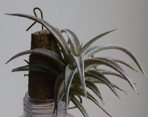 Tillandsia chiapensis.jpg