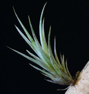 Tillandsia cochabambae.JPG