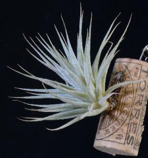 Tillandsia comarapaensis.JPG