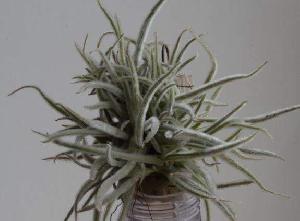 Tillandsia crocata-bak.jpg