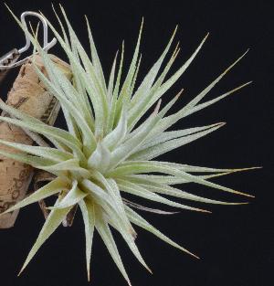 Tillandsia didisticha.jpg