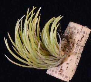 Tillandsia dura.jpg