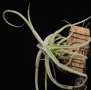 Tillandsia duratii.jpg