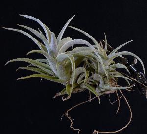 Tillandsia edithae.jpg