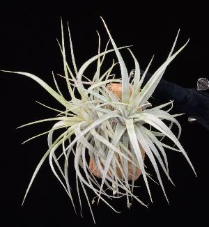 Tillandsia fasciculata.JPG