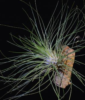 Tillandsia filifolia.jpg