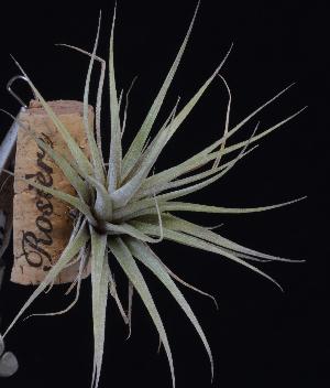 Tillandsia flavobracteata.jpg