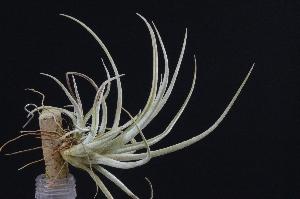 Tillandsia flavoviolacea.jpg