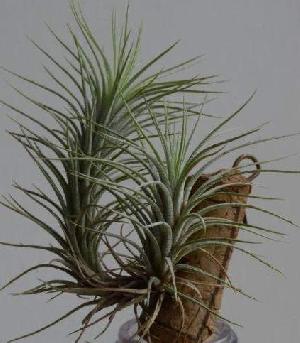 Tillandsia funckiana var. cinerea.jpg