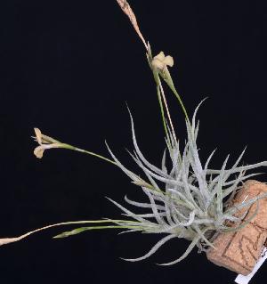 Tillandsia funebris x bandensis.jpg