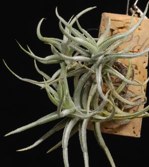 Tillandsia funebris.jpg