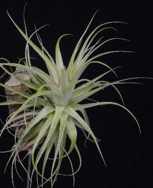 Tillandsia geminiflora.jpg