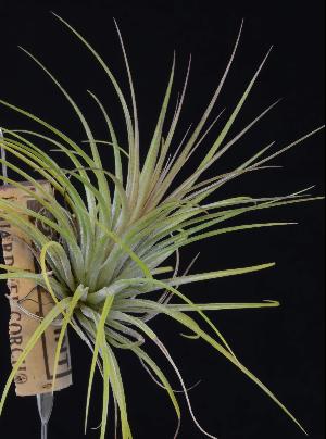 Tillandsia globosa.jpg