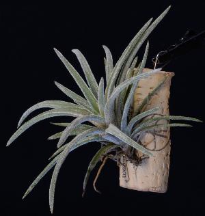 Tillandsia guerreroensis.jpg