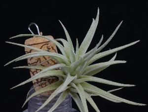 Tillandsia harrisii-bak.jpg