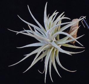 Tillandsia harrisii.jpg