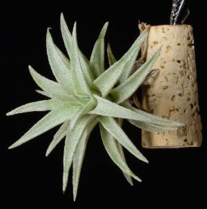 Tillandsia hondurense.JPG