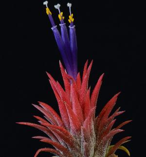 Tillandsia ionantha 'Handgranate'.jpg