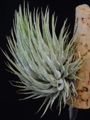 Tillandsia ionantha hazelnoot.jpg