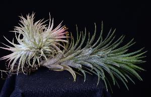 Tillandsia ionantha var. maxima.jpg