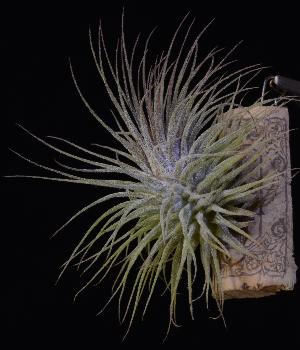 Tillandsia ionantha var. stricta.jpg