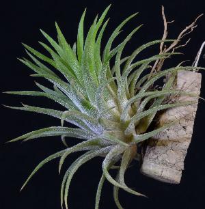 Tillandsia ionantha.jpg