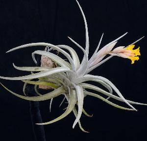 Tillandsia ixioides.jpg