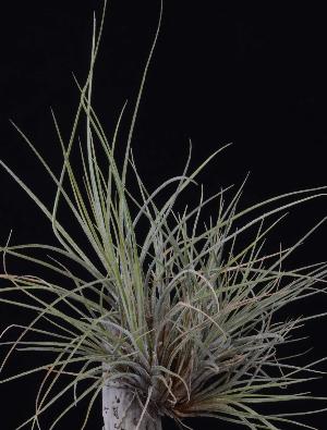 Tillandsia juncea.jpg